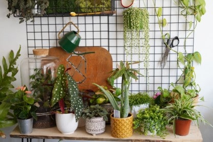 starzec rowleya variegata w kompozycji z innym roślinami doniczkowymi