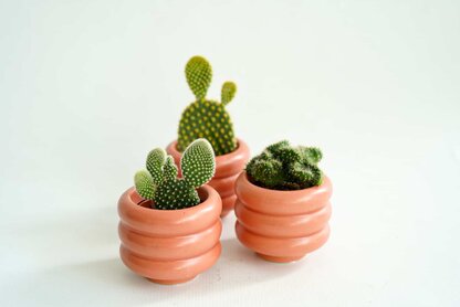 Opuntia microdasys albispina, Opuntia microdasys rufida i Opuntia cilindrica cristata