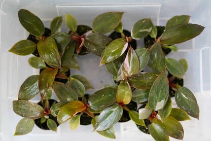 Filodendron 'Pink Princess' mini (Philodendron sp.) - zróżnicowanie sadzonekr Filodendron 'Pink Princess' mini (Philodendron sp.)