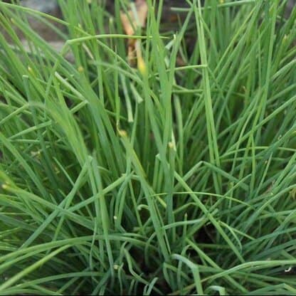 Semillas de ciboulette / Formato Grande