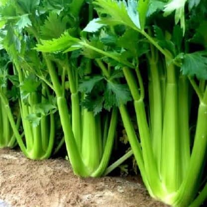 Semillas ecológicas de Apio verdura tall utah