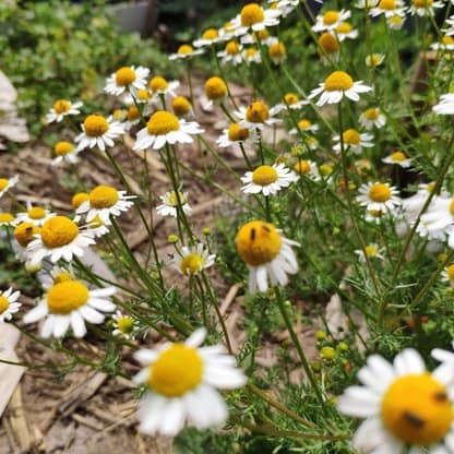 Semillas de manzanilla