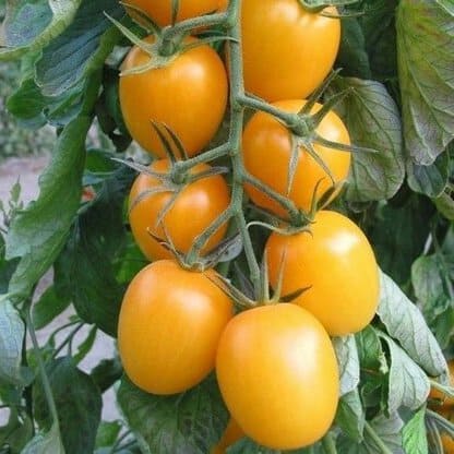 Semillas orgánicas certificadas de Tomate cherry perita amarillo