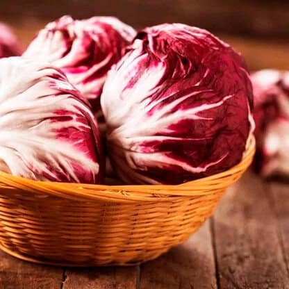 Semillas de Radicchio de verano