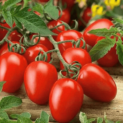 Semillas orgánicas certificadas de Tomate cherry uva rojo