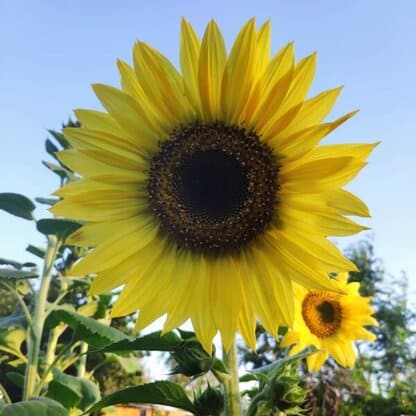 Semillas de Girasol amarillo