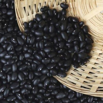 Semillas orgánicas certificadas de Poroto Negro