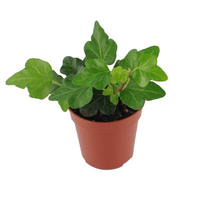 bluszcz-pospolity-wonder