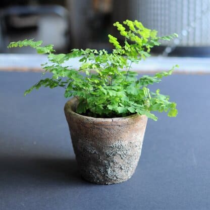adiantum klinowate