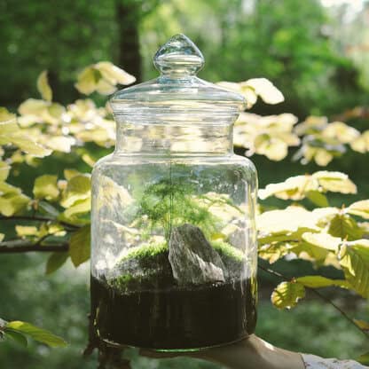 Asparagus pierzasty 'Plumosus - Asparagus setaceus