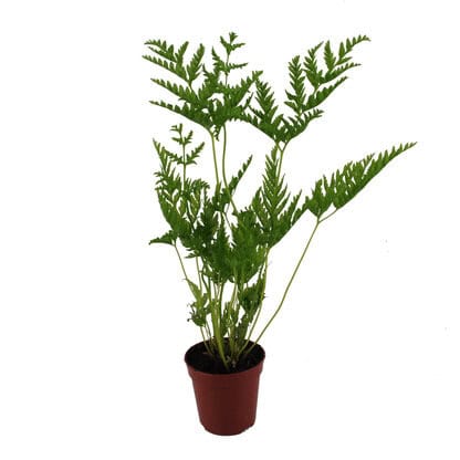 orliczka-zabkowana Orliczka ząbkowana 'Straminea' - Pteris dentata