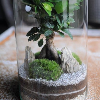 gnejs paskowany - zielony słoik