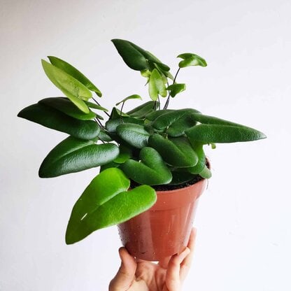 hemionitis arifolia nagółka jarzębolistna 12 cm zielony słoik