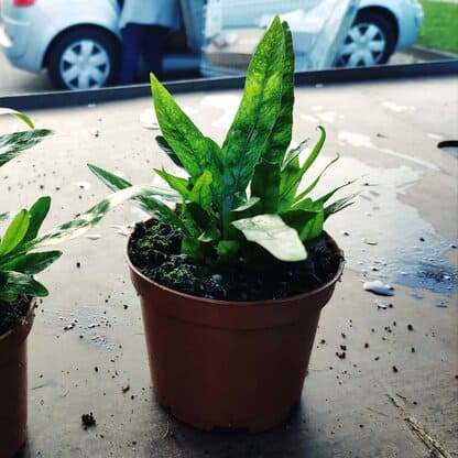 paproć aglaomorpha i jej charakterystyczne ulistnienie