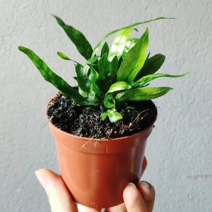 aglaomorpha snake leaf zielony sloik