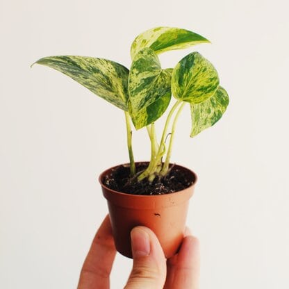 epipremnum aureum 'Marble Queen'