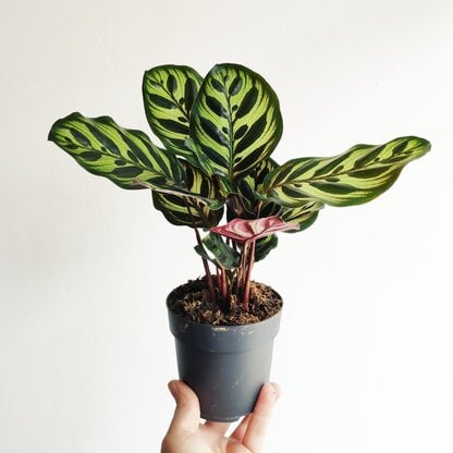 calathea makoyana sadzonka zielony słoik