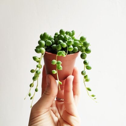 senecio rowleyanus mini