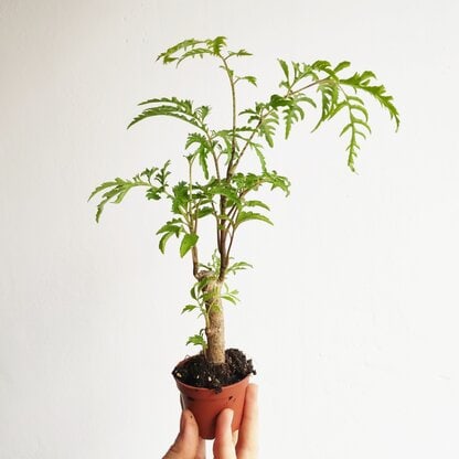 polyscias filicifolia polyscias filicifolia