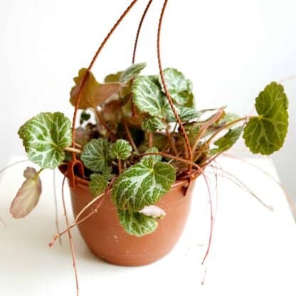 Saxifraga stolonifera Saxifraga stolonifera