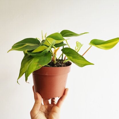 filodendron pnący brasil zielony słoik