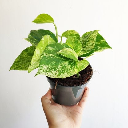 epipremnum marble qureen zielony sloik epipremnum pinnatum marble queen