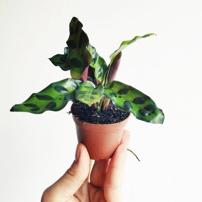 calathea lancifolia 03