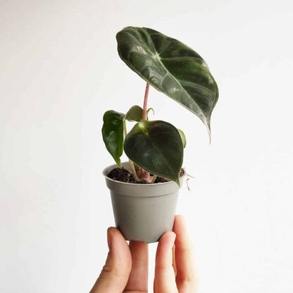 alokazja pink dragon (alocasia) mini