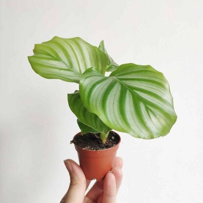 calathea orbifolia mini - zielony słoik calathea orbifolia - kalatea okrągłolistna