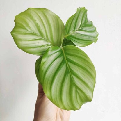 calathea orbifolia - kalatea okrągłolistna calathea orbifolia - kalatea okrągłolistna