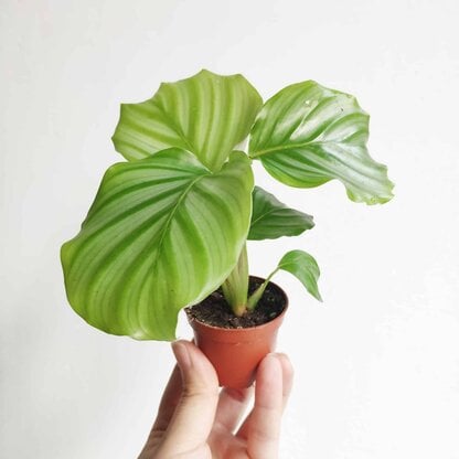 calathea orbifolia - kalatea okrągłolistna calathea orbifolia - kalatea okrągłolistna