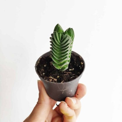 crassula