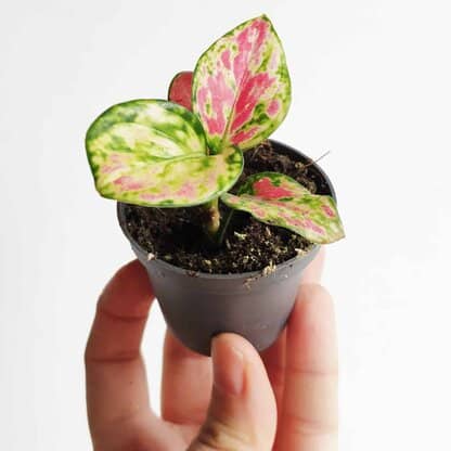 aglaonema lucky red