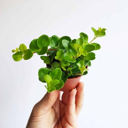 peperomia rotundifolia mini zielony sloik