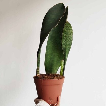 sansevieria masoniana