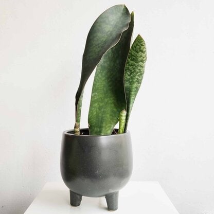 sansevieria masoniana03