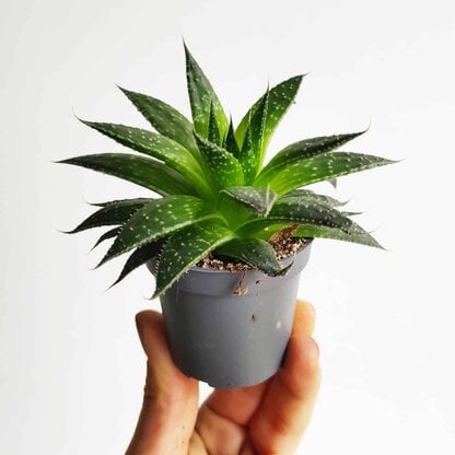 aloes ościsty aloe aristata