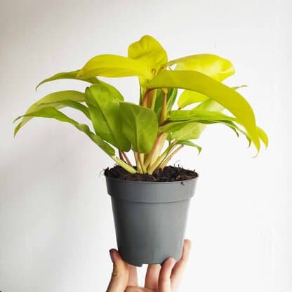 philodendron malay gold