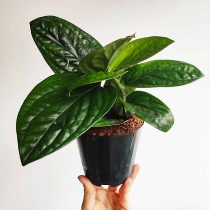 philodendron opacum 02 monstera karstenianum