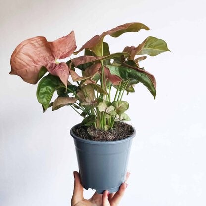 syngonium red heart 05