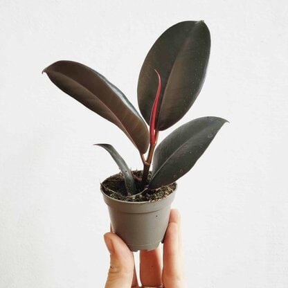 fikus figowiec sprężysty Robusta fikus figowiec sprężysty Robusta