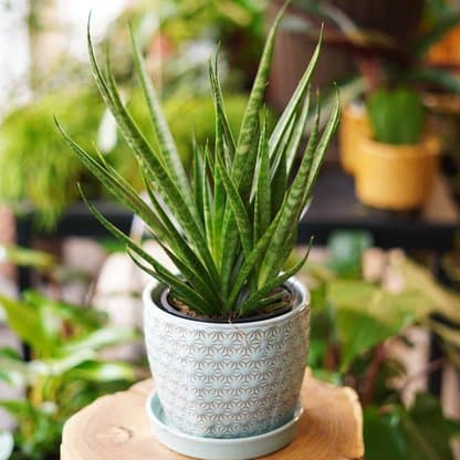 sansevieria sansiam kichaka