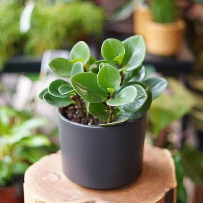 peperomia obtusifolia greeen gold zielony słoik peperomia obtusifolia greeen gold zielony słoik