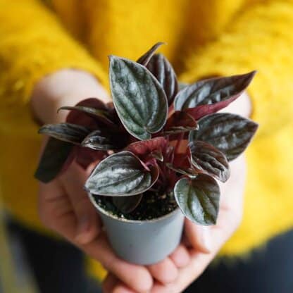 peperomia caperata brasilia peperomia caperata brasilia