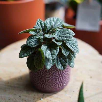 peperomia caperata luna grey peperomia caperata luna grey