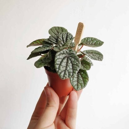 IMG_20210420_121935 peperomia caperata luna grey