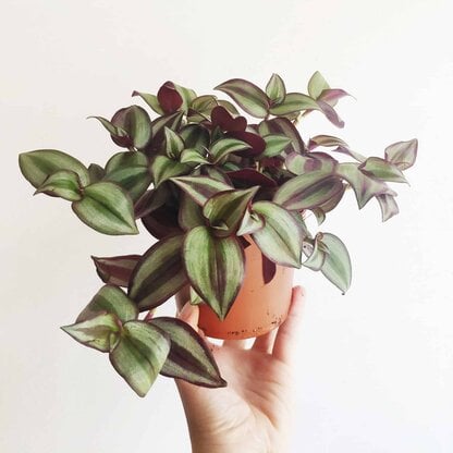 tradescantia zebrina violet hill