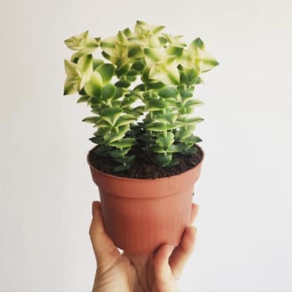 crassula perforata variegata