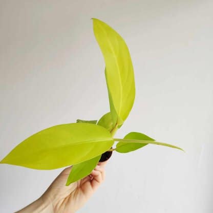 filodendron malay gold philodendron mini
