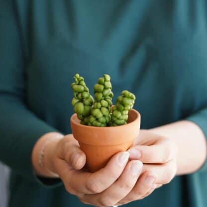 dischidia nummularia pangolin kisses